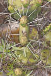 Common pricklypear